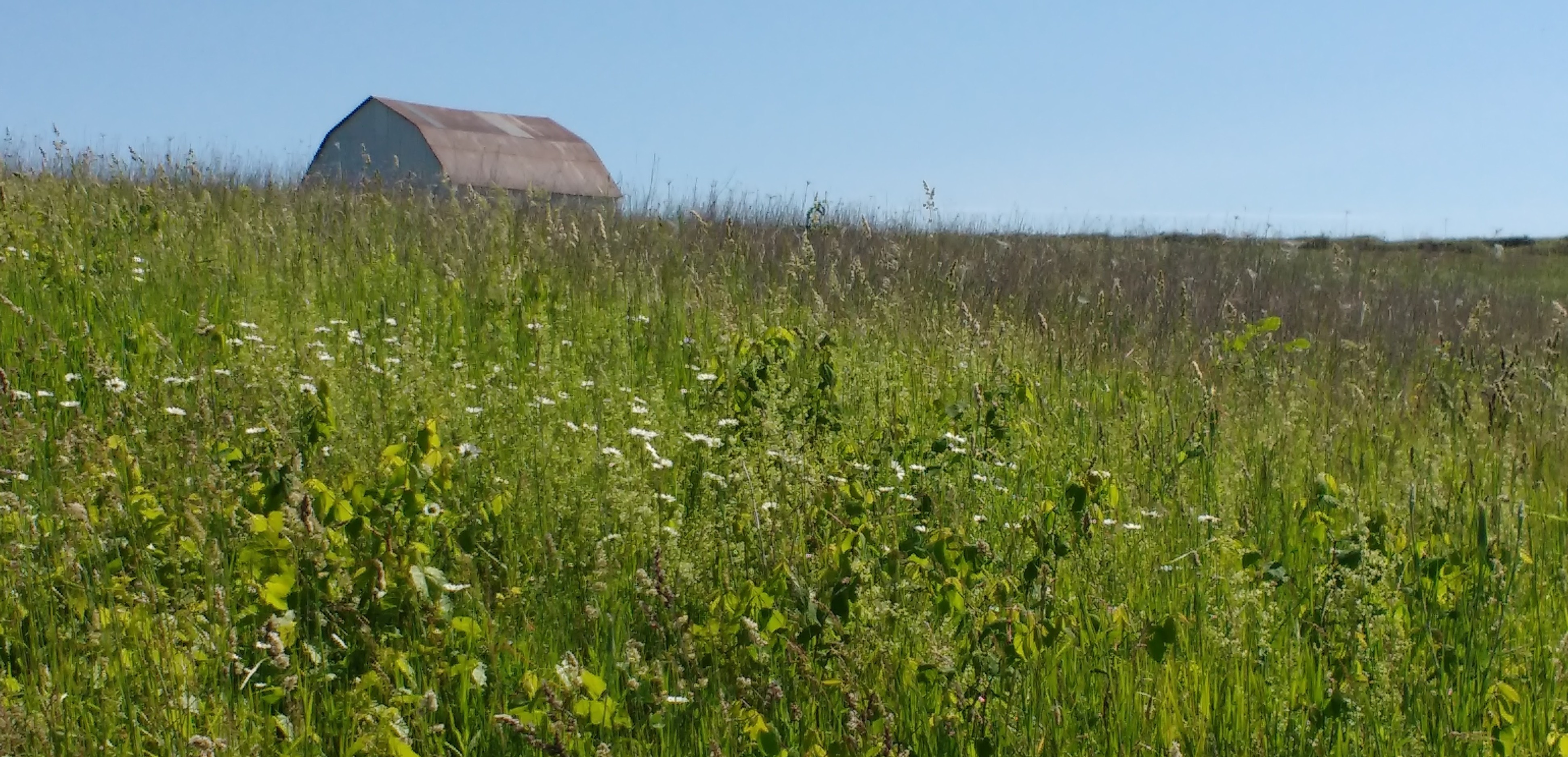 Barn, meadow