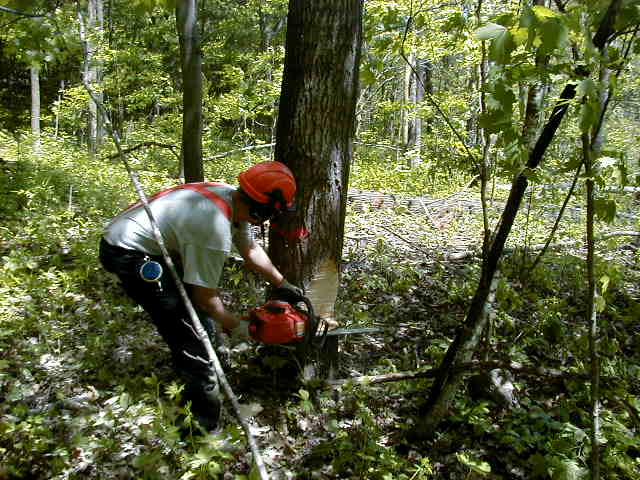 Timber harvesting